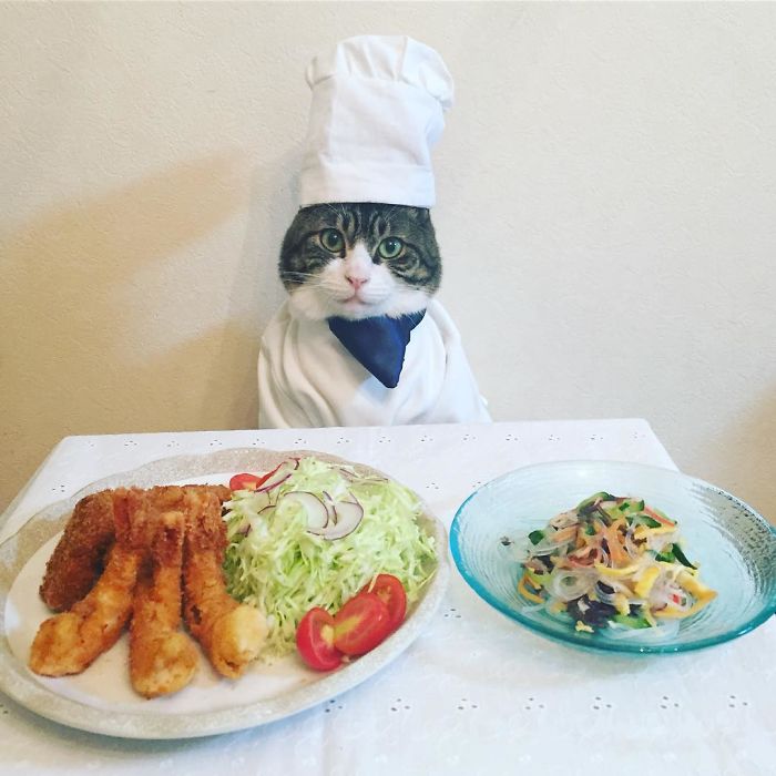 Gato cosplayer posa ao lado de diferentes comidas no Japão