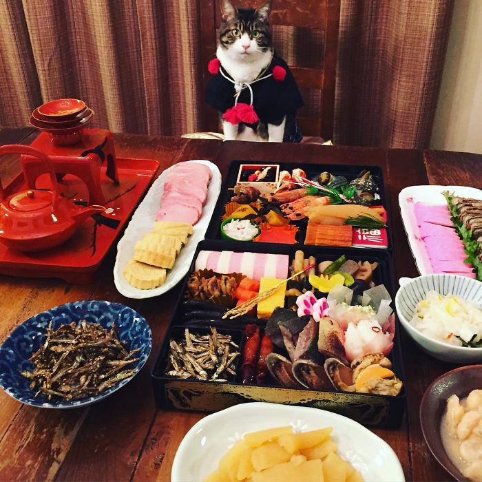 Gato cosplayer posa ao lado de diferentes comidas no Japão