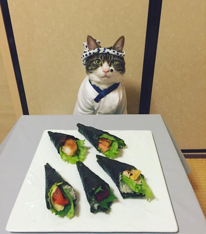 Gato cosplayer posa ao lado de diferentes comidas no Japão