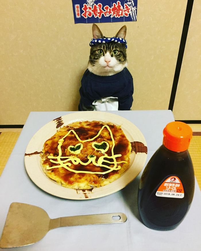 Gato cosplayer posa ao lado de diferentes comidas no Japão