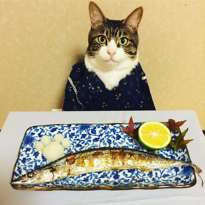 Gato cosplayer posa ao lado de diferentes comidas no Japão