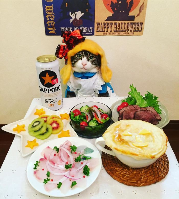 Gato cosplayer posa ao lado de diferentes comidas no Japão