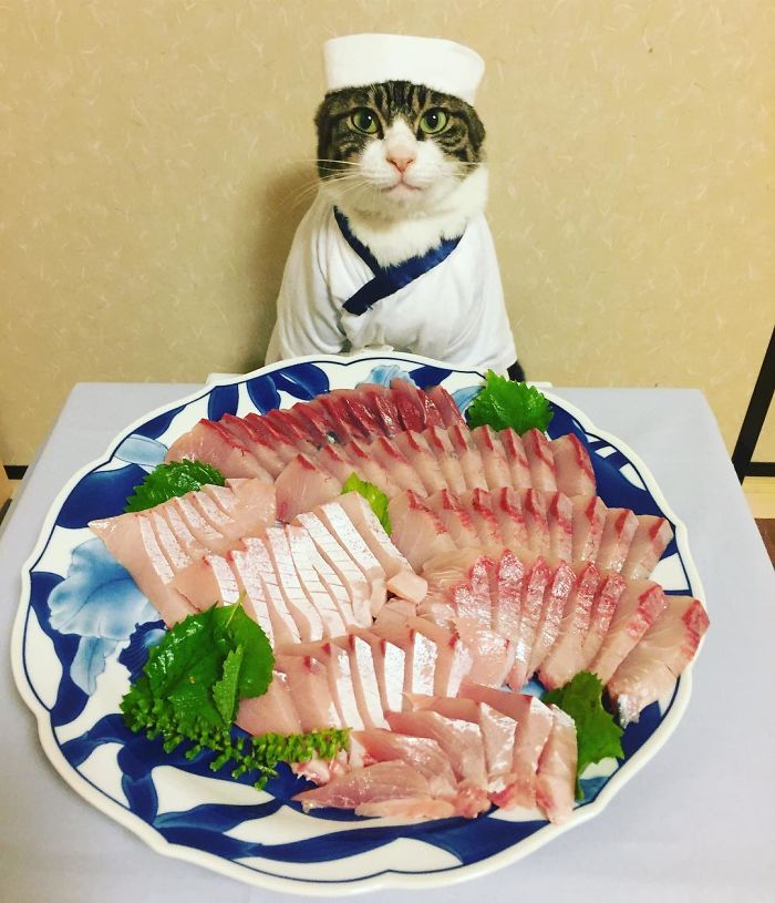 Gato cosplayer posa ao lado de diferentes comidas no Japão