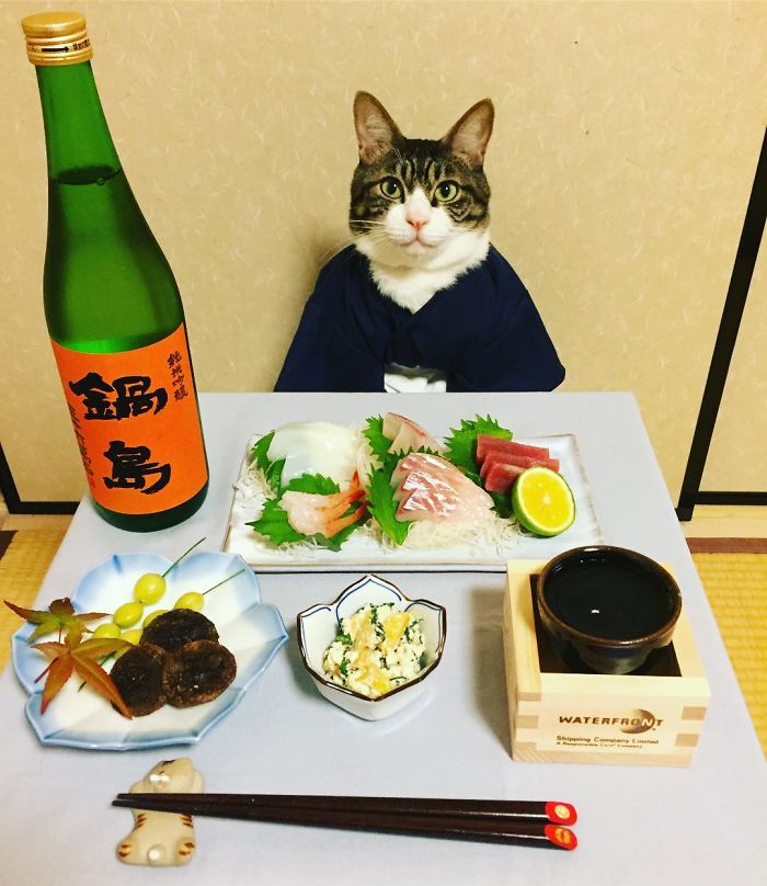 Gato cosplayer posa ao lado de diferentes comidas no Japão