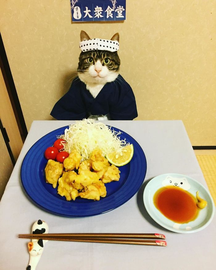 Gato cosplayer posa ao lado de diferentes comidas no Japão