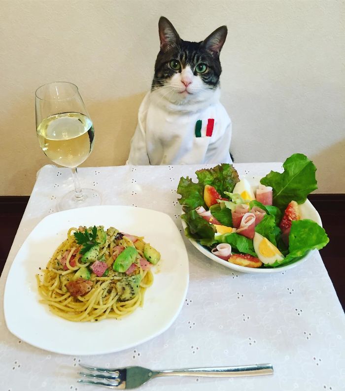 Gato cosplayer posa ao lado de diferentes comidas no Japão