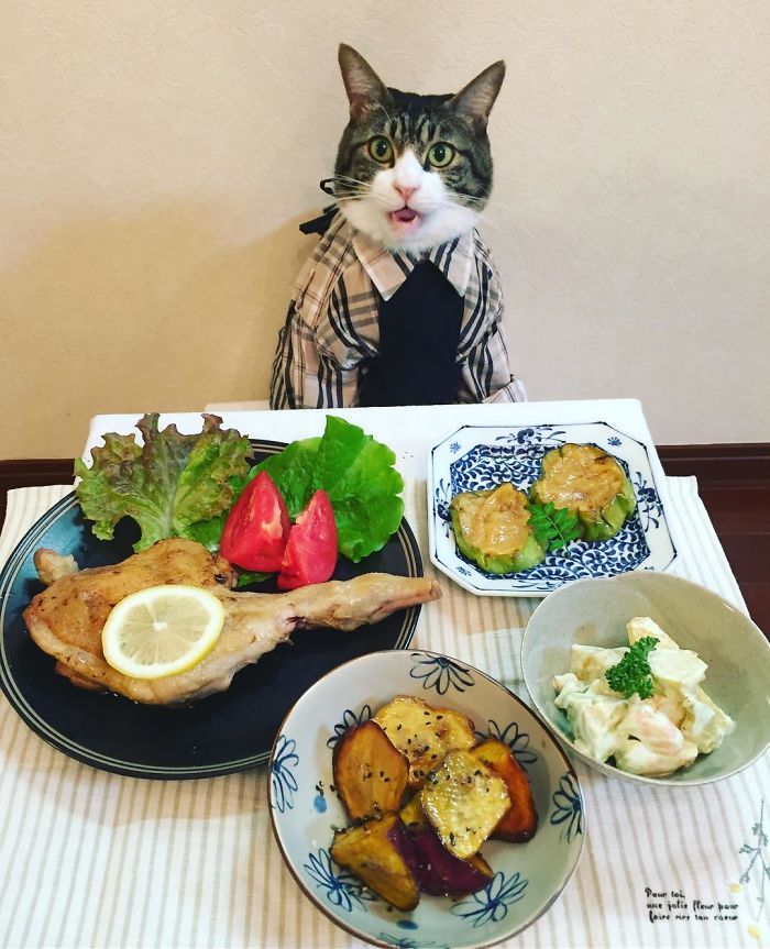 Gato cosplayer posa ao lado de diferentes comidas no Japão