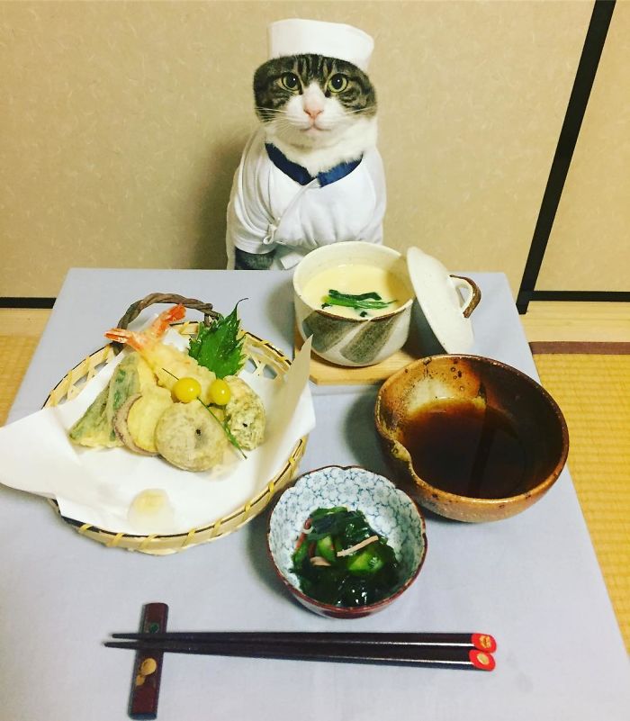 Gato cosplayer posa ao lado de diferentes comidas no Japão