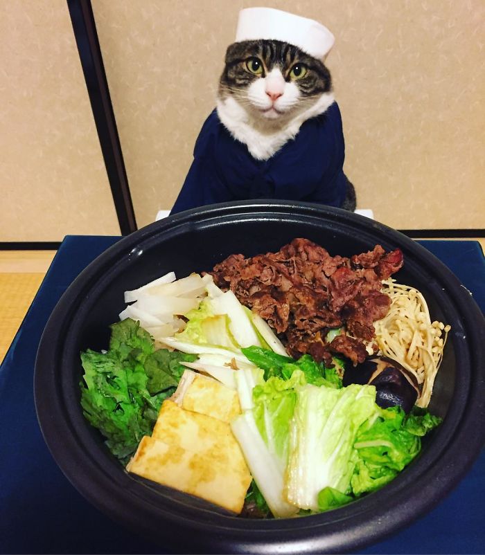 Gato cosplayer posa ao lado de diferentes comidas no Japão