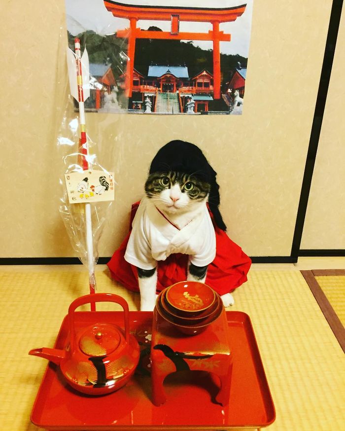 Gato cosplayer posa ao lado de diferentes comidas no Japão