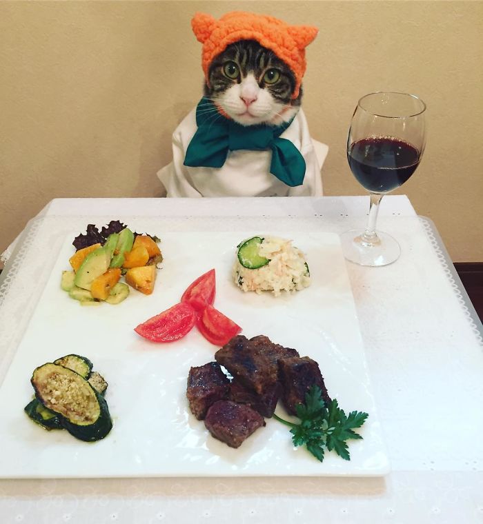 Gato cosplayer posa ao lado de diferentes comidas no Japão