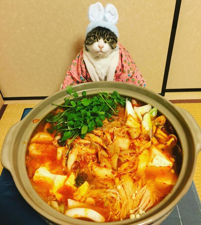 Gato cosplayer posa ao lado de diferentes comidas no Japão