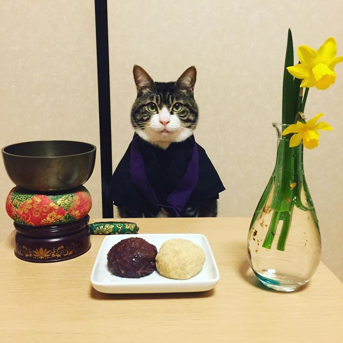 Gato cosplayer posa ao lado de diferentes comidas no Japão