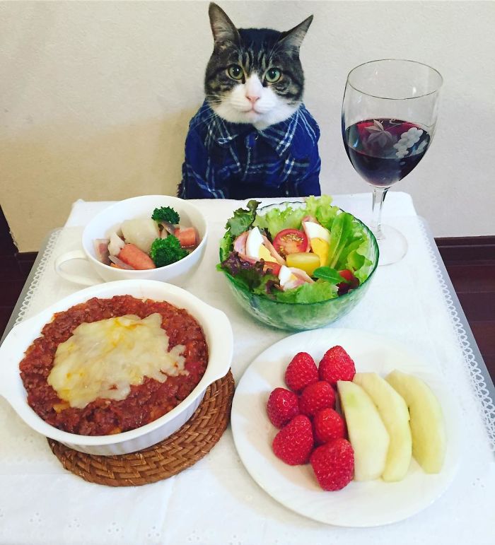 Gato cosplayer posa ao lado de diferentes comidas no Japão