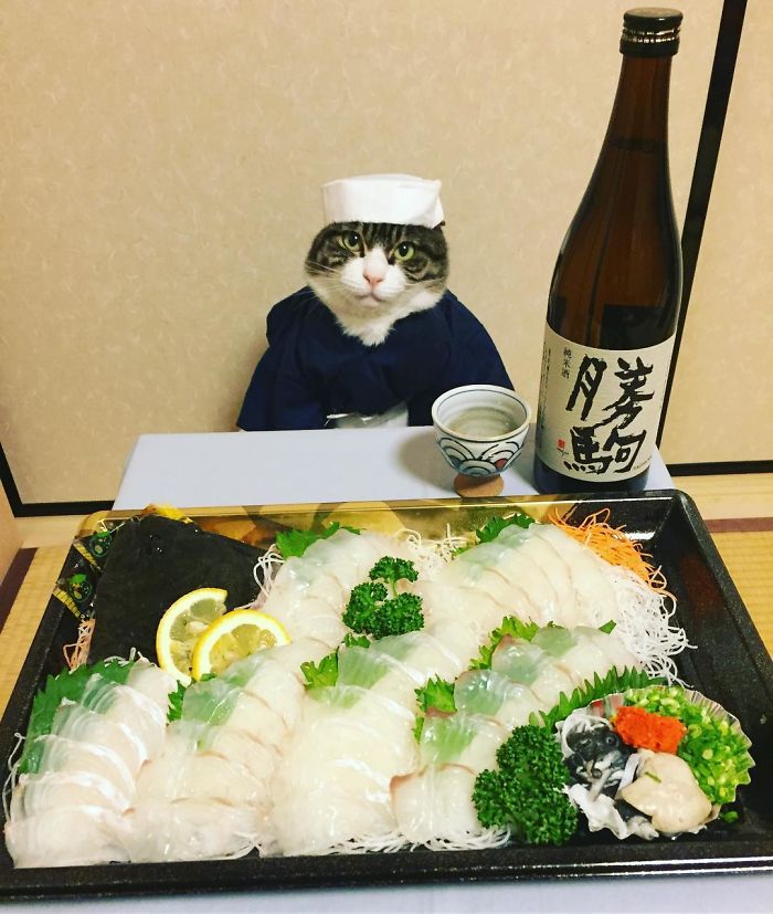 Gato cosplayer posa ao lado de diferentes comidas no Japão