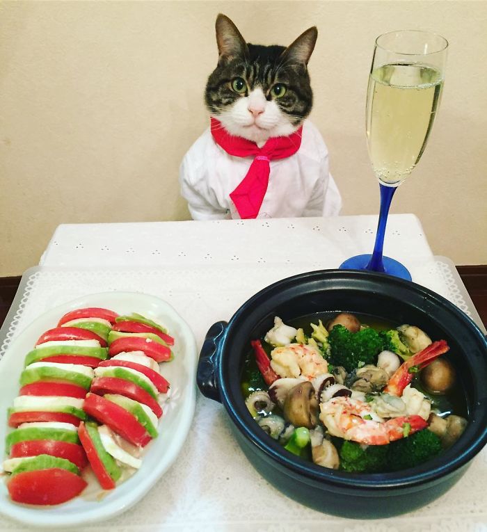 Gato cosplayer posa ao lado de diferentes comidas no Japão