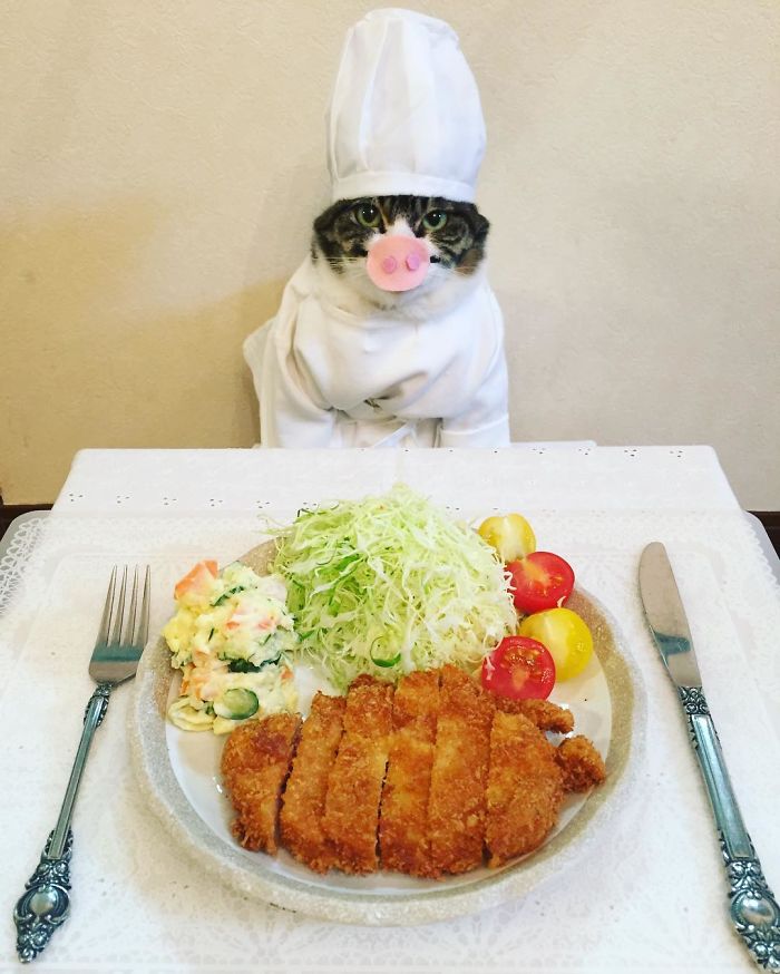 Gato cosplayer posa ao lado de diferentes comidas no Japão