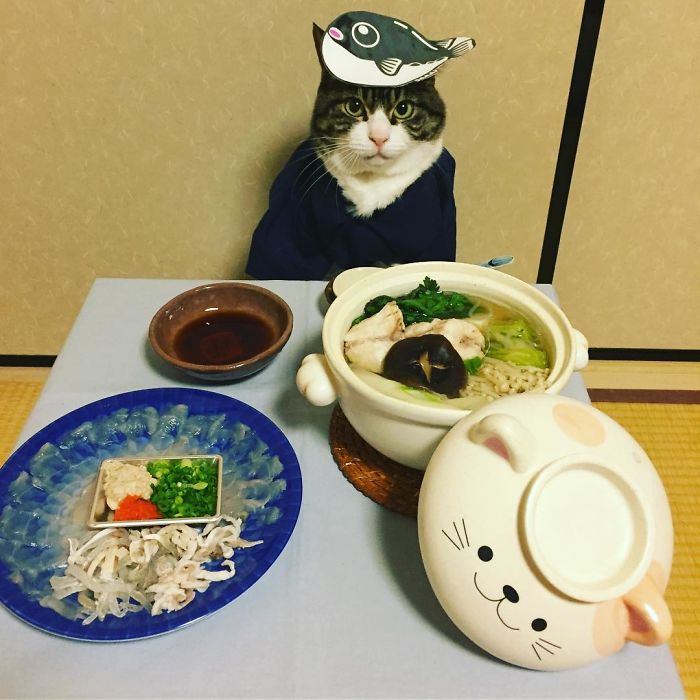 Gato cosplayer posa ao lado de diferentes comidas no Japão