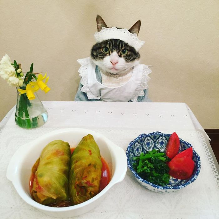 Gato cosplayer posa ao lado de diferentes comidas no Japão