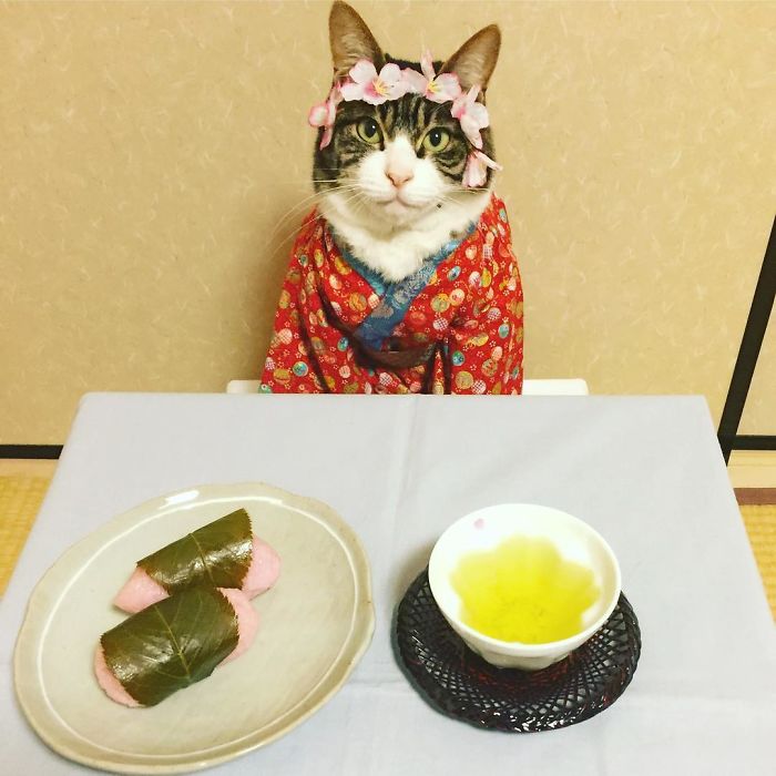 Gato cosplayer posa ao lado de diferentes comidas no Japão