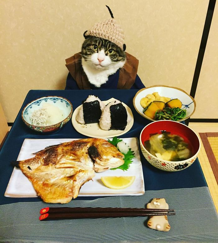 Gato cosplayer posa ao lado de diferentes comidas no Japão