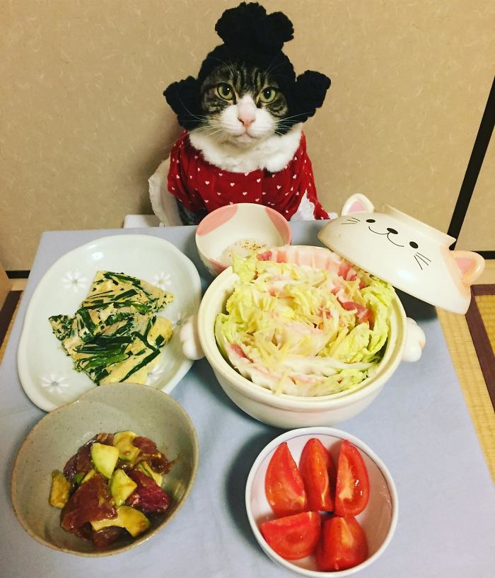 Gato cosplayer posa ao lado de diferentes comidas no Japão