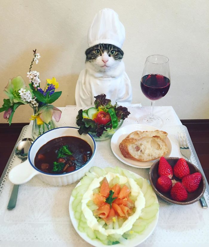 Gato cosplayer posa ao lado de diferentes comidas no Japão