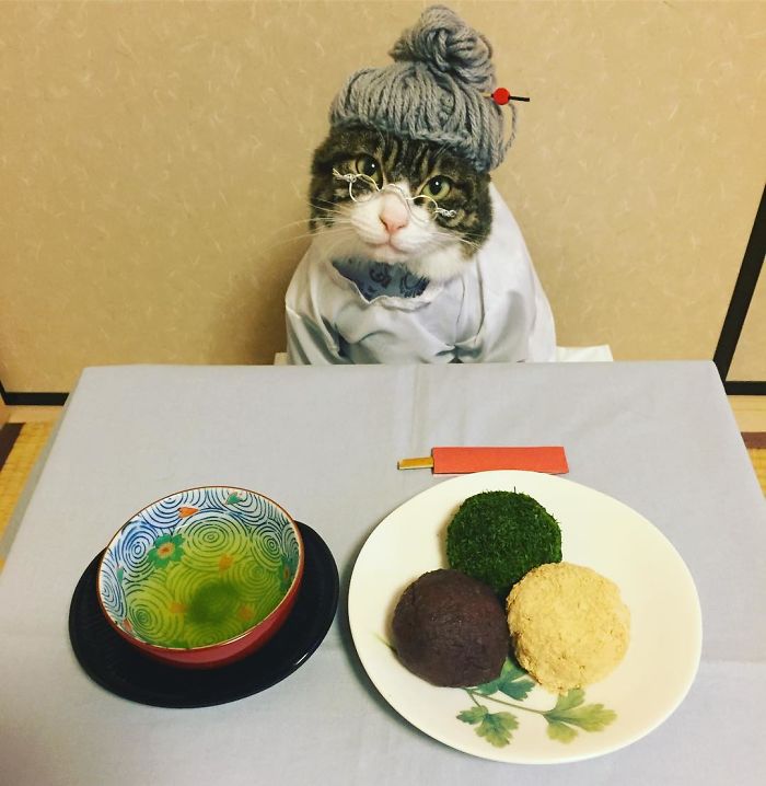 Gato cosplayer posa ao lado de diferentes comidas no Japão