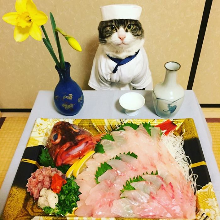 Gato cosplayer posa ao lado de diferentes comidas no Japão