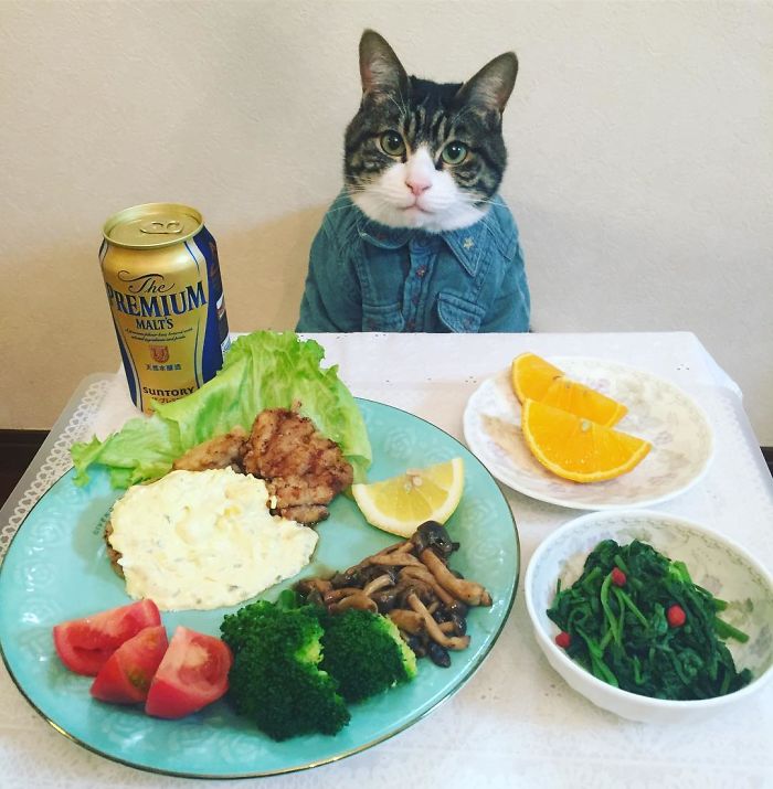 Gato cosplayer posa ao lado de diferentes comidas no Japão