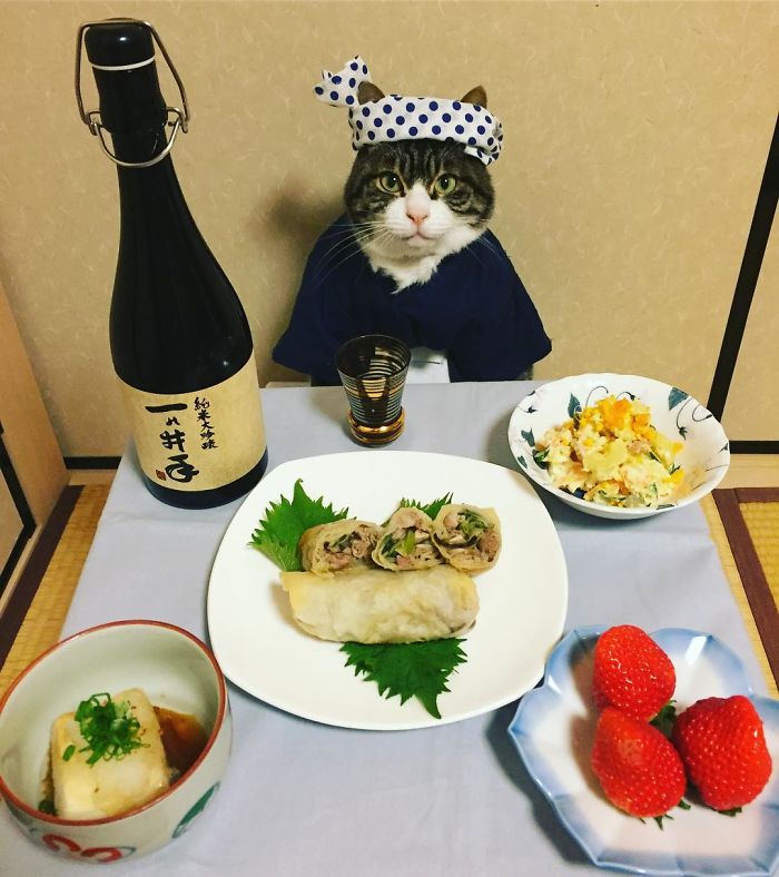 Gato cosplayer posa ao lado de diferentes comidas no Japão