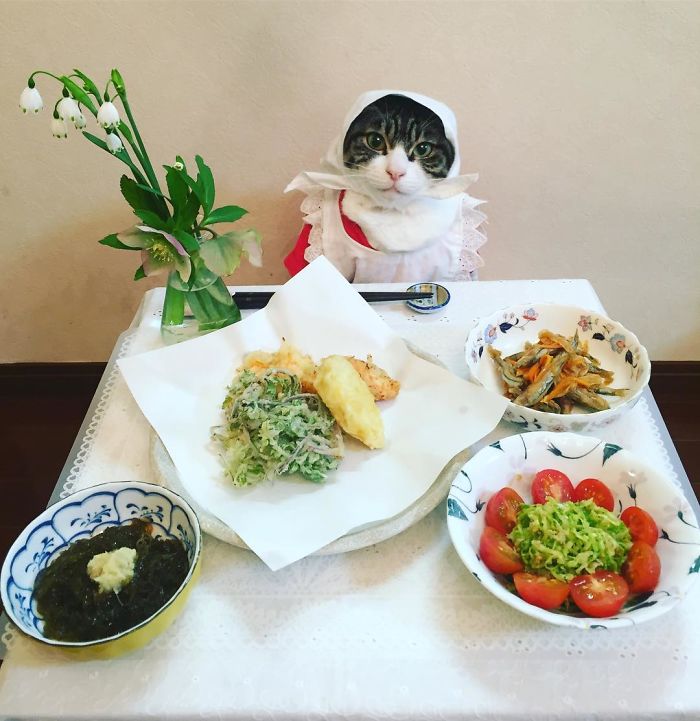 Gato cosplayer posa ao lado de diferentes comidas no Japão