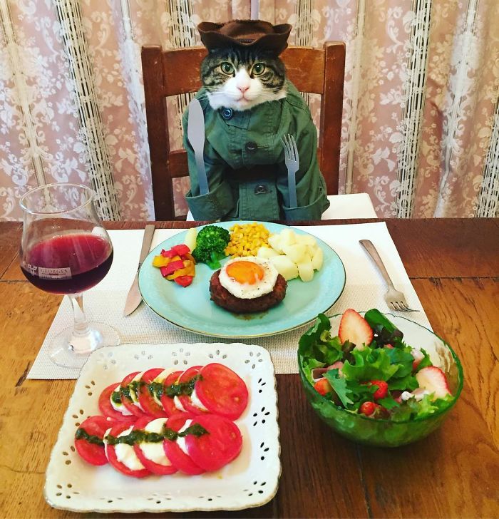 Gato cosplayer posa ao lado de diferentes comidas no Japão