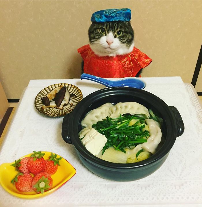 Gato cosplayer posa ao lado de diferentes comidas no Japão