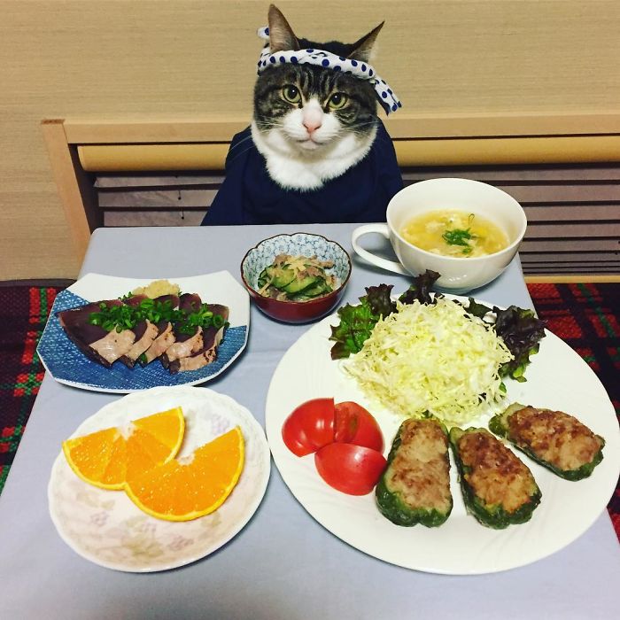 Gato cosplayer posa ao lado de diferentes comidas no Japão