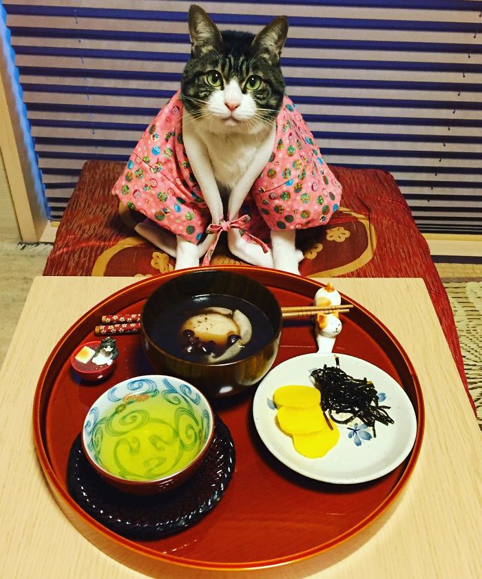 Gato cosplayer posa ao lado de diferentes comidas no Japão