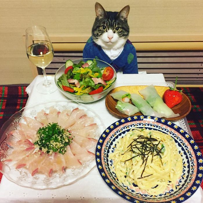 Gato cosplayer posa ao lado de diferentes comidas no Japão