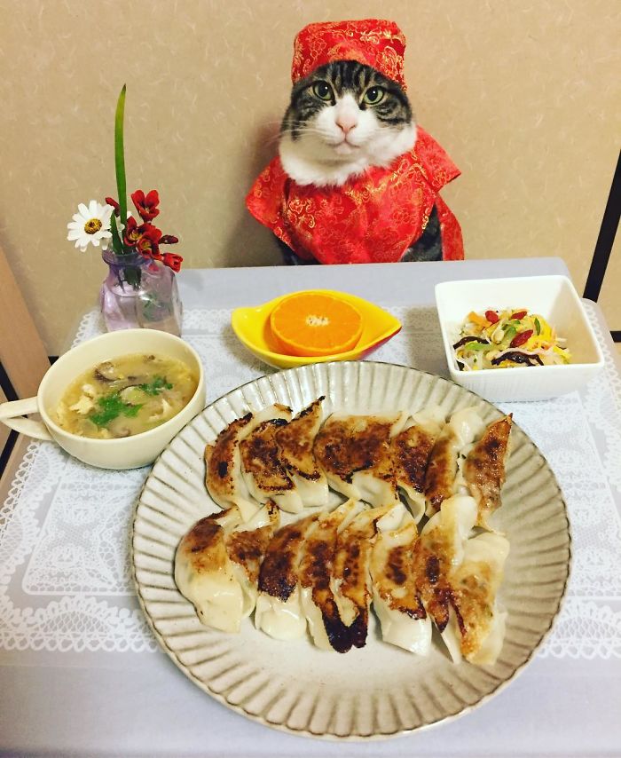 Gato cosplayer posa ao lado de diferentes comidas no Japão