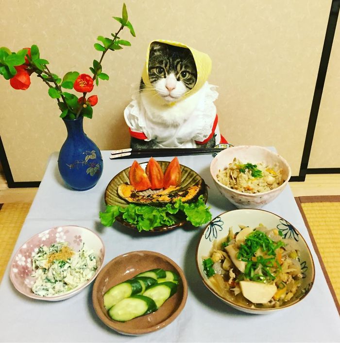 Gato cosplayer posa ao lado de diferentes comidas no Japão