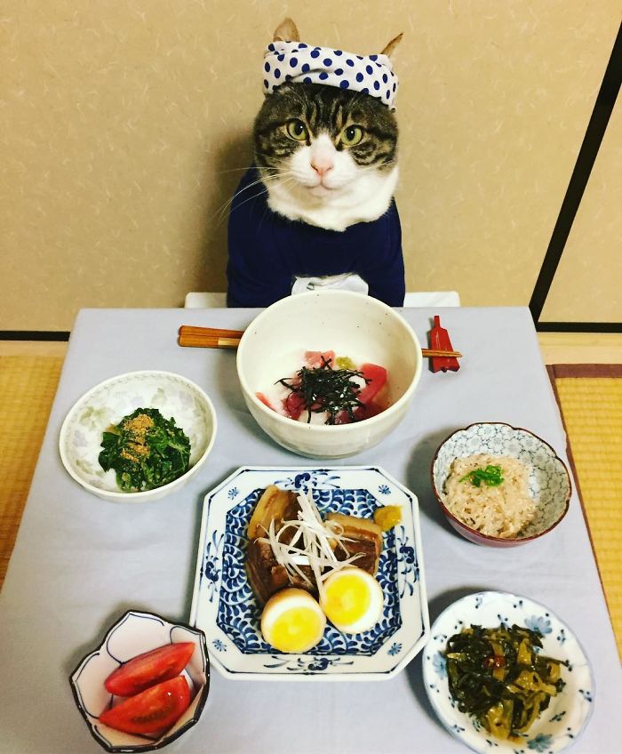 Gato cosplayer posa ao lado de diferentes comidas no Japão