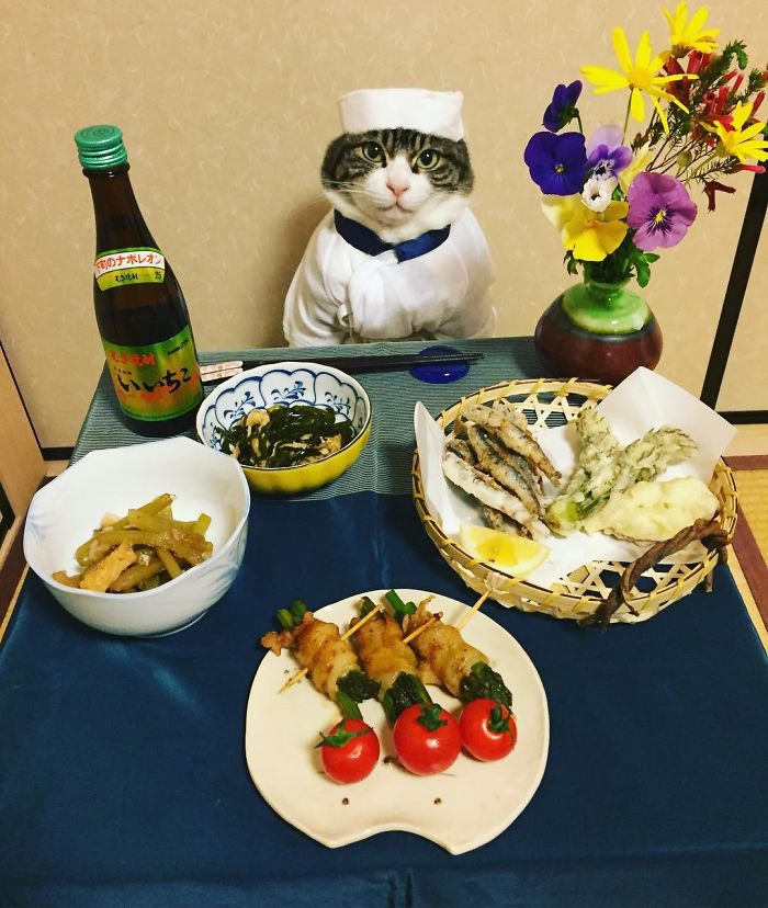 Gato cosplayer posa ao lado de diferentes comidas no Japão