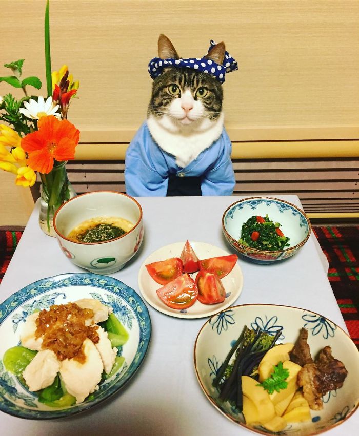 Gato cosplayer posa ao lado de diferentes comidas no Japão