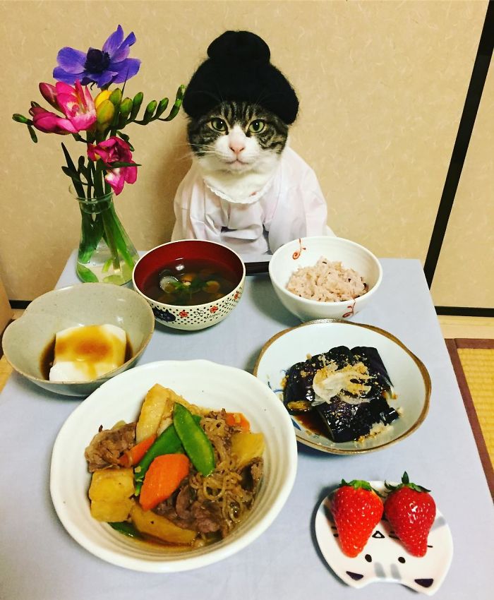 Gato cosplayer posa ao lado de diferentes comidas no Japão