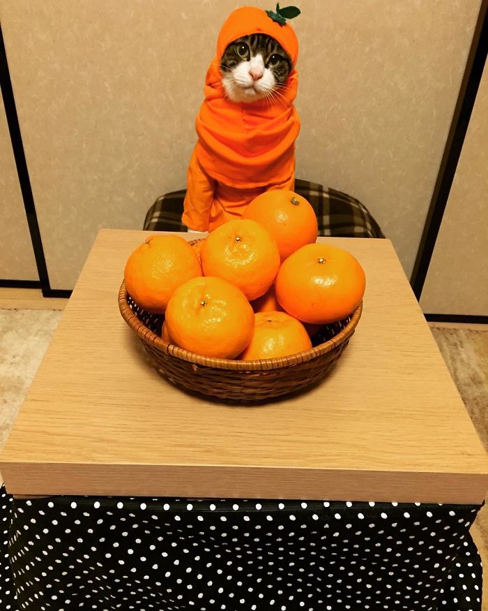 Gato cosplayer posa ao lado de diferentes comidas no Japão