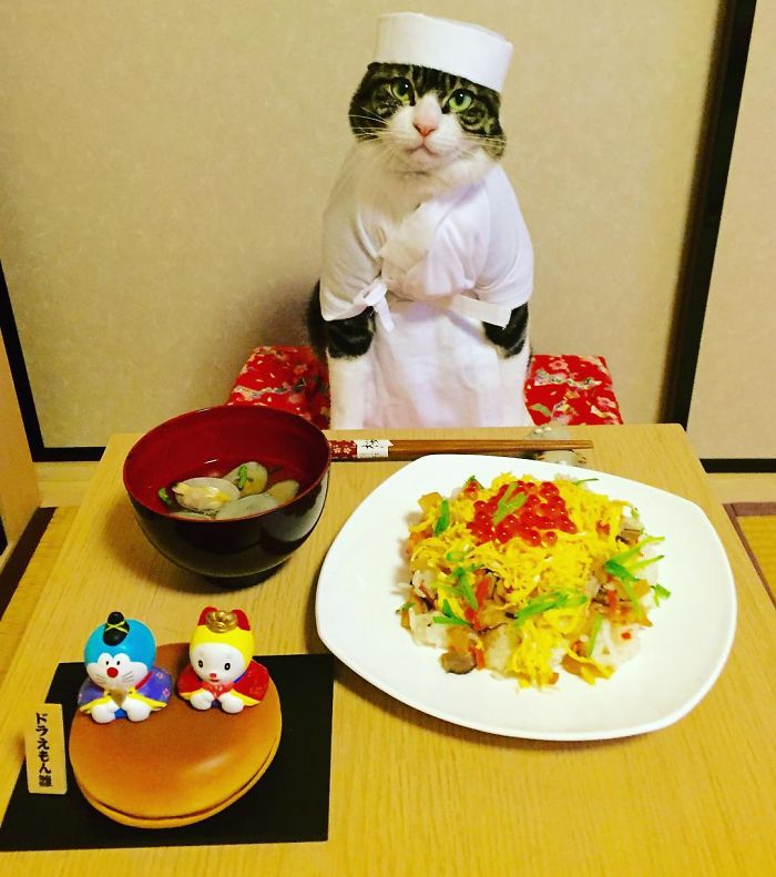 Gato cosplayer posa ao lado de diferentes comidas no Japão