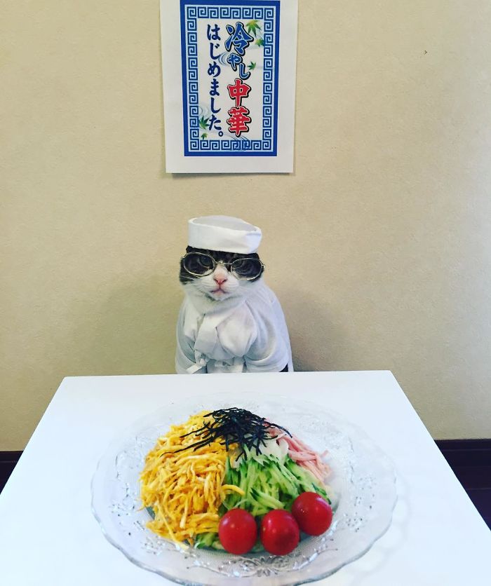 Gato cosplayer posa ao lado de diferentes comidas no Japão