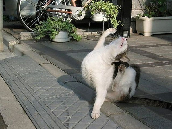 Esses felinos aqui até que mereciam um Oscar, né não?