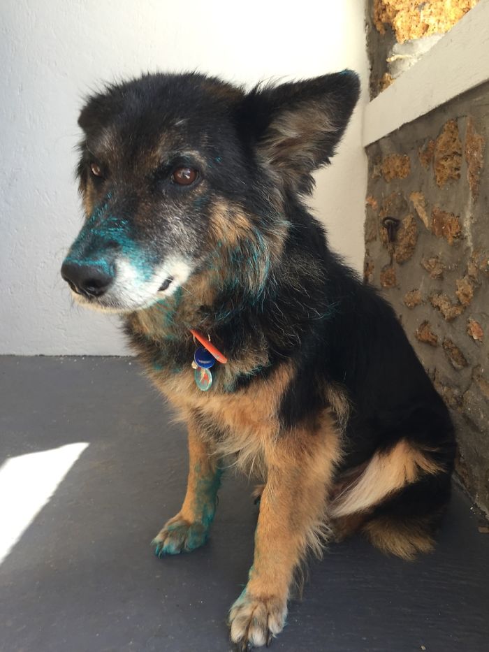 Esses animais causaram um pouquinho enquanto os donos estavam fora de casa. Que surpresa boa!