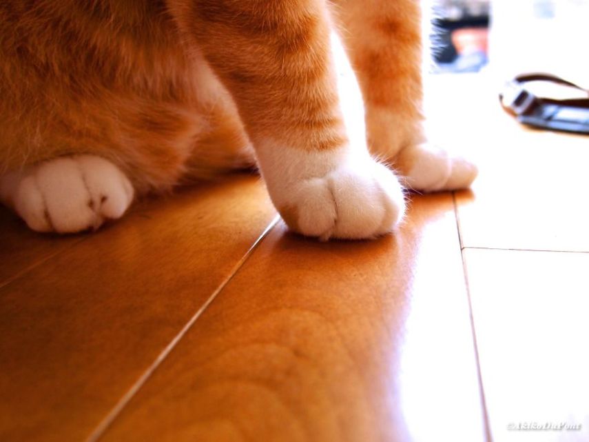 Kinako, o gato, e Jiji, o vovô