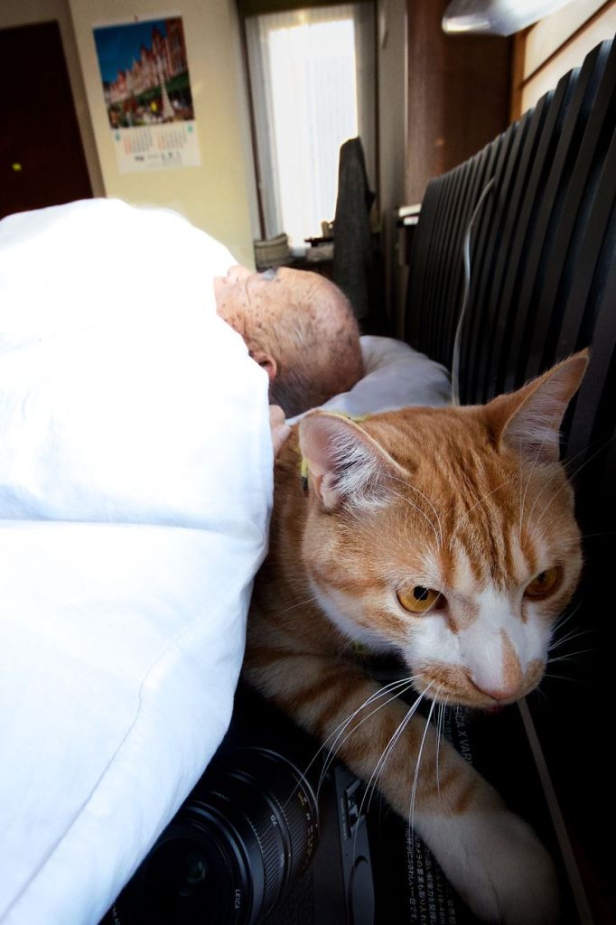 Kinako, o gato, e Jiji, o vovô
